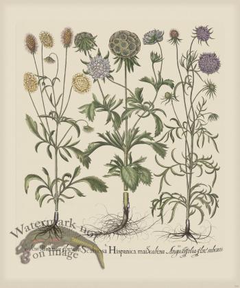 Besler 258 Colored  B2